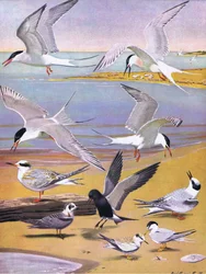 Ilustración de La historia natural de las aves americanas del este y centro de Norteamérica, pub. por Bramhall House c.1970