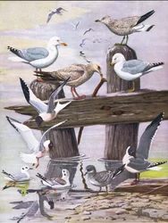 Ilustración de La historia natural de las aves americanas del este y centro de Norteamérica, pub. por Bramhall House c.1970