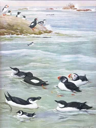 Ilustración de La historia natural de las aves americanas del este y centro de Norteamérica, pub. por Bramhall House c.1970