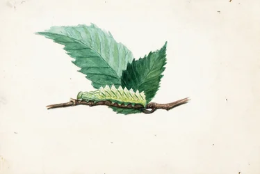 Oruga de borde dentado, estudio para el libro Ocultación de la coloración en el reino animal