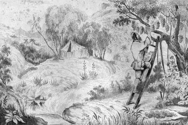 Tenía más de doscientas racimos... grabado después del dibujo de M. de Sainson para el libro de Daniel Defoe "Robinson Crusoe" edición francesa de 1837.