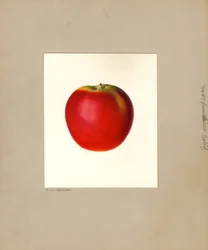 Manzana (Malus domestica: nº 57) (acuarela)