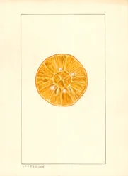 Naranja (Citrus sinensis) (acuarela)