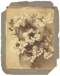 Estudios Tiffany, c.1898-1920 (fotografía b/n)