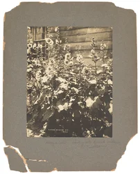 Estudios Tiffany, c.1898-1920 (fotografía b/n)