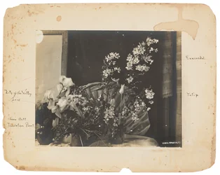 Estudios Tiffany, c.1898-1920 (fotografía b/n)
