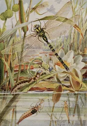 Libélula y mosca de mayo, ilustración de "Stories of Insect Life" de William J. Claxton
