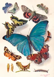 Ejemplo de ilustración de bloque de color para trabajo científico, c. 1903