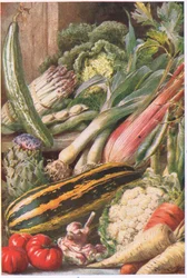 Verduras de la huerta, ilustración de 