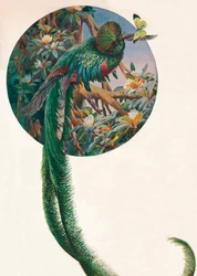«Trogones de cola larga», ca. 1910, 1911