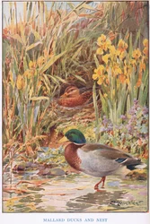 Patos azulones y nido, ilustración de "Country Days and Country Ways" (litografía en color)