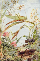 Insectos musicales, ilustración de "Stories of Insect Life" de William J. Claxton