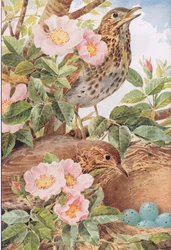 Zorzales cantores con nido, ilustración de "Country Days & Country Ways".