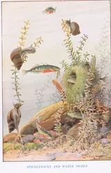 Sticklebacks y caracoles de agua, ilustración de "Country Ways and Country Days" (litografía en color)