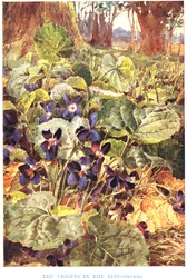 Violetas en el hayedo, ilustración de "Country Ways and Country Days" (litografía en color)
