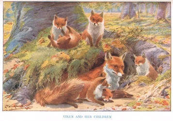 Vixen and her Children, ilustración de "Country Ways and Country Days" (litografía en color)