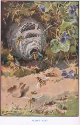 Nido de avispas, ilustración de "Country Ways and Country Days" (litografía en color)