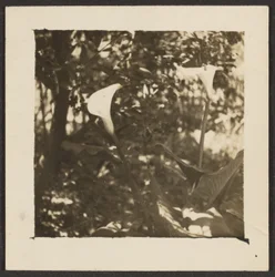 [Calla Lilies]