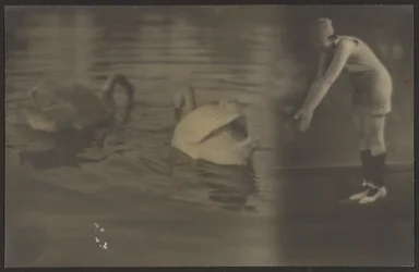 [Composite of Swans and Diver]