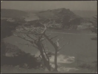 [Ciprés en la Costa]