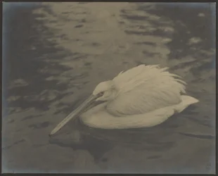 [Heron]
