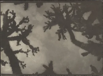 [Árboles de Josué]