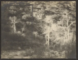 [Paisaje con árboles claros]