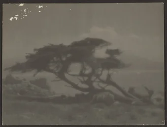 [Paisaje con ciprés]