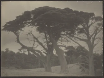 [Paisaje con cipreses]