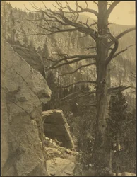 [Paisaje con árbol muerto]