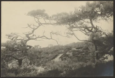 Paisaje con árboles retorcidos