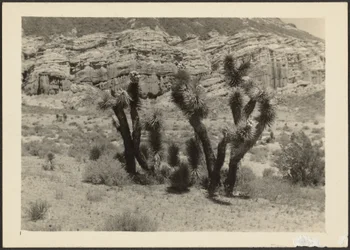 [Paisaje con árboles de Josué]