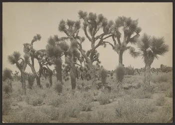 [Paisaje con árboles de Josué]