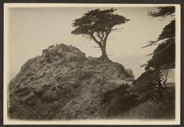 [Paisaje con ciprés solitario]