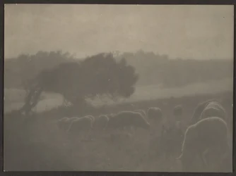 [Paisaje con ovejas]