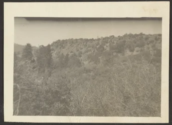 [Paisaje con arbustos]