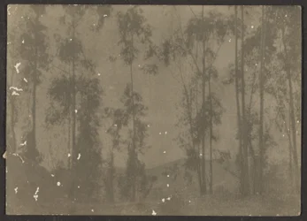 [Paisaje con árboles altos]