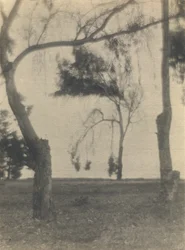 [Paisaje con árboles]