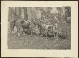 [Hombres y caballos de carga en la limpieza del bosque]