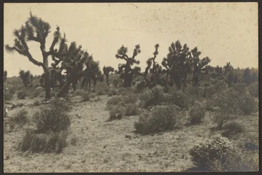 Desierto de Mojave