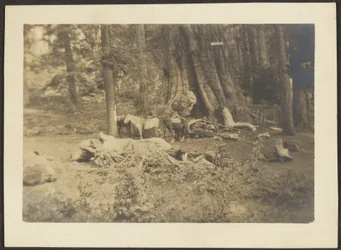 [Caballos de carga en el desbroce del bosque]