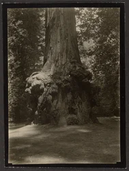 [Secuoya, Big Basin]