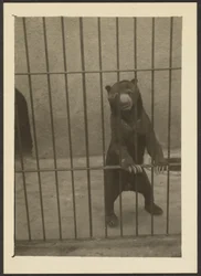 [Oso perezoso en jaula]