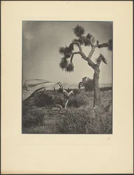 El viento del desierto