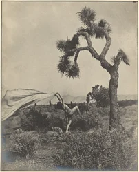 El viento del desierto