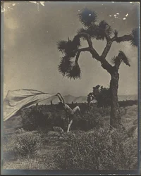 El viento del desierto
