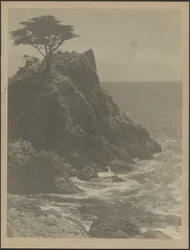 [Árbol en la costa rocosa]