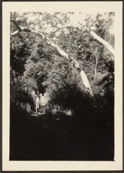 [Mujer en un sendero en el bosque]