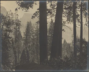 [Paisaje boscoso]