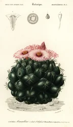 Coryphantha elephantidens, 1849 (grabado)